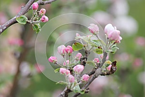 Fruit blossoms in spring