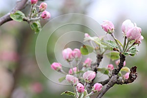Fruit blossoms in spring