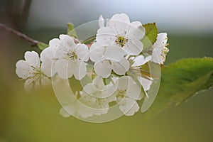 Fruit blossoms in spring