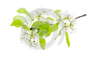 Fruit tree branch blooming in white flowers isolated