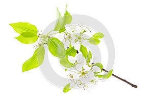 Fruit tree branch blooming in white flowers isolated