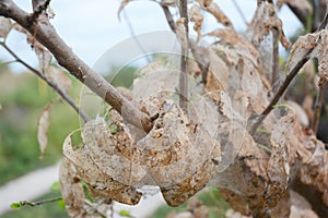 Fruit tree branch defoliate by tent caterpillars in the garden