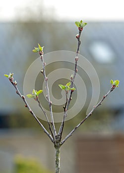 Fruit tree in bud