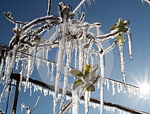 Fruit tree covered with freezers in spring