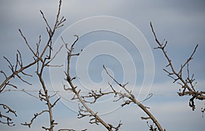 Fruit tree cut in agriculture