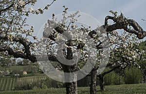 Fruit tree cut in agriculture