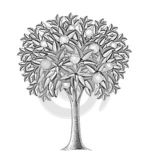 Fruit tree in engraving style