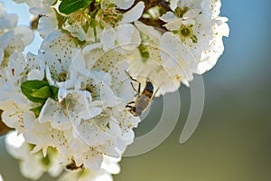 Fruit tree flowers with a bee photo