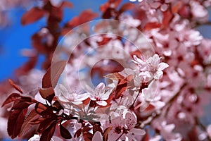 Fruit tree flowers spring