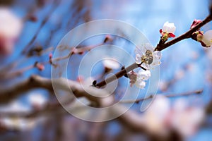 Fruit tree flowers spring