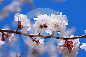 Fruit tree flowers spring