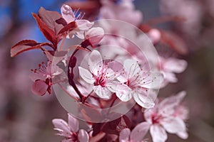 Fruit tree flowers spring