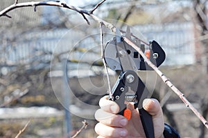 Fruit tree grafting and scion selection: cutting a scion from a one year growth branch with a grafting knife