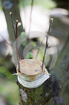 Fruit tree grafting