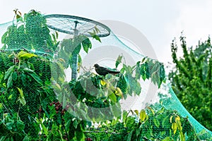 Fruit Tree growing in protective net for birds.