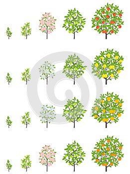 Fruit tree growth stages. Apple, peach and lemon mandarin increase phases. Vector illustration. Ripening progression. Fruit trees