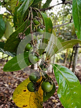 Fruit tree, known as Nance or Nanche(Byrsonima Crassifolia)