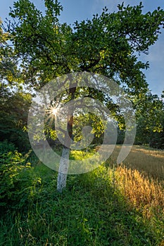 A fruit tree lit by the morning sun