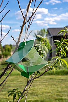 Fruit tree moth sticky trap with pheromone lure to monitor insect adult infestations photo