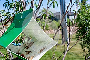 Fruit tree moth sticky trap with pheromone lure to monitor insect adult infestations photo