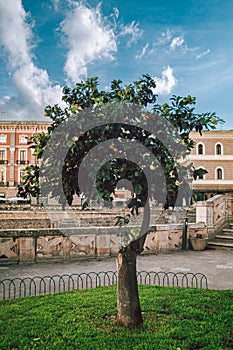 Fruit tree near the Anfiteatro Romano di Lecce in the historic centre of Lecce, Italy