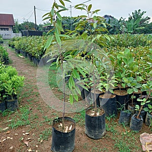 fruit tree nursery in tanjung morawa indonesia