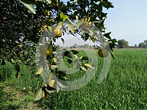 Fruit Tree