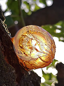 Fruit tree, plum, resin ball of tree illuminated by the sun