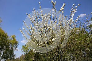 The fruit tree produces beautiful flower buds