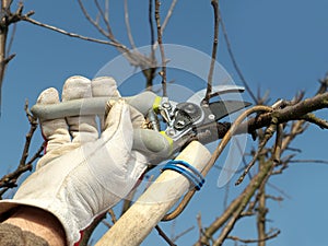 Fruit tree pruning