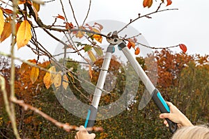 Fruit tree pruning. Garden scissors. Garden scissors are used by the gardener to cut tree branches