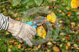 Fruit tree pruning. Garden scissors. Prune fruit trees in a sanitary manner