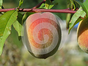 One large red peach fruit on a twig and green leaves.