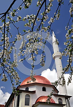 Fruit tree's blossoms and mosque