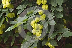 Fruit tree Staphylea pinnata