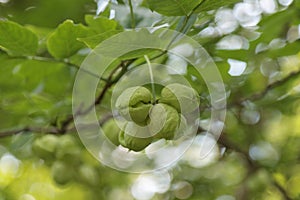 Fruit tree Staphylea pinnata