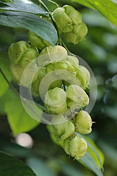 Fruit tree Staphylea pinnata