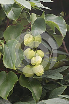 Fruit tree Staphylea pinnata