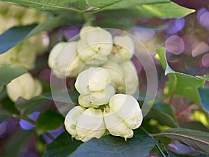 Fruit tree Staphylea pinnata