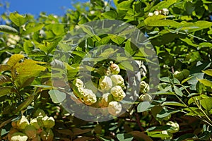 Fruit tree Staphylea pinnata