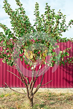 Fruit Tree with summer large growth of apricot scion grafting. Growing fruits by grafting