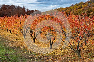 Fruit trees