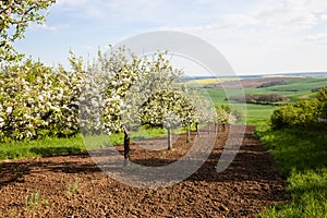 Fruit trees