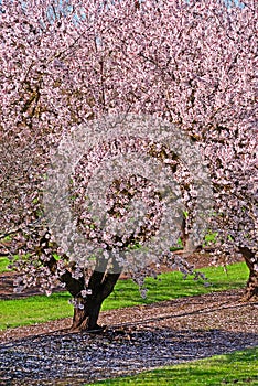 Fruit Trees In Bloom