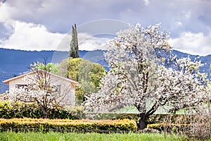 Fruit trees in bloom on a city street in a residential neighborhood in South San Francisco Bay Area, Santa Clara, California