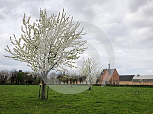 Fruit trees in full bloom, Herkenrode abbey in the distance, Limburg, Belgium