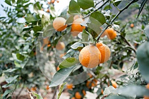 Fruit trees, gardens, orange tree