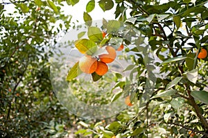 Fruit trees, gardens, orange tree