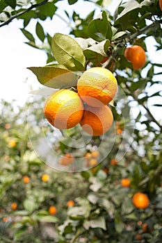 Fruit trees, gardens, orange tree