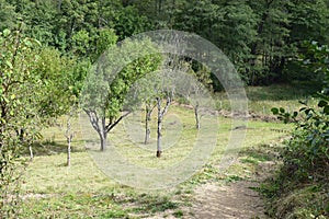 fruit trees on grassland